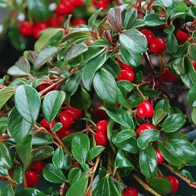 Кизильник Даммера в Туле