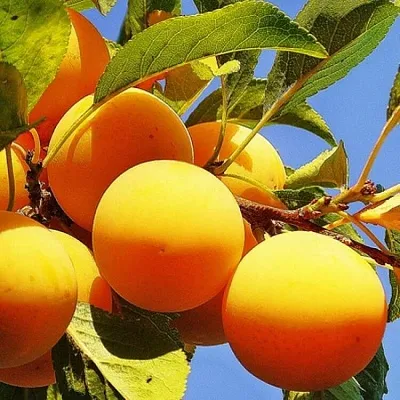 Желтая  в Туле