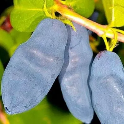 Жимолость съедобная ДЛИННОПЛОДНАЯ  Жимолость съедобная ДЛИННОПЛОДНАЯ в Туле