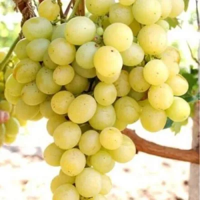 Виноград ТАЛИСМАН в Туле