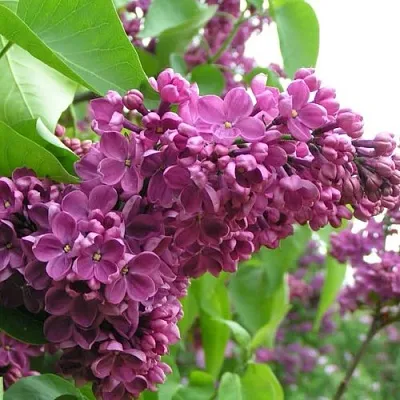 Сирень ДЕНЬ ПОБЕДЫ  Сирень ДЕНЬ ПОБЕДЫ в Туле