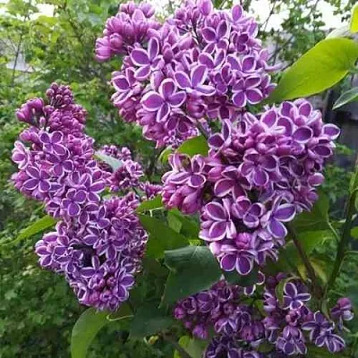 Сирень СЕНСАЦИЯ  Сирень СЕНСАЦИЯ в Туле