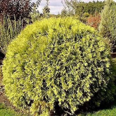 Туя ГЛОБОЗА АУРЕА западная в Туле