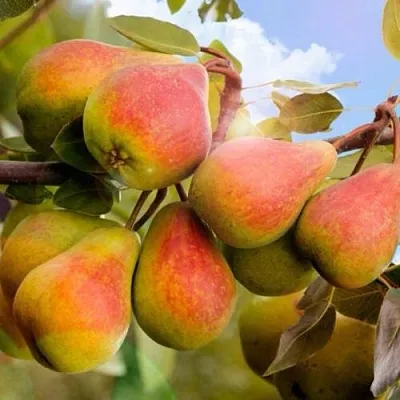 Груша ЗАБАВА в Туле