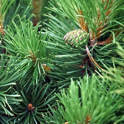 Сосна  Сосна в Туле