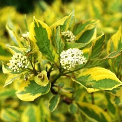 Дерен в Туле