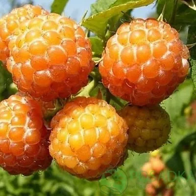 Малина КУМБЕРЛЕНД желтая  Малина КУМБЕРЛЕНД желтая в Туле