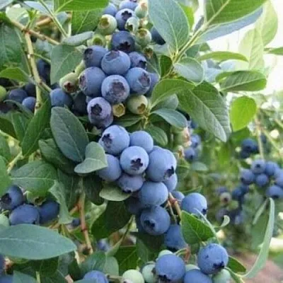 Голубика ЭЛЛИОТ в Туле