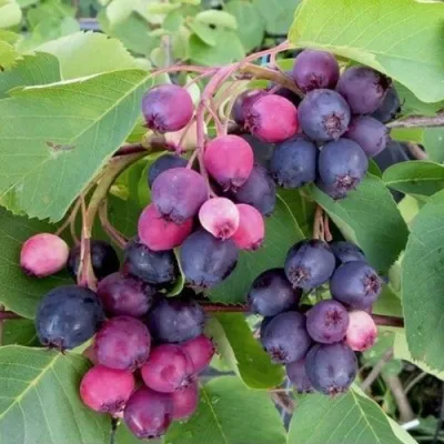 Ирга НОРТЛАЙН — описание сорта Ирга НОРТЛАЙН в Туле