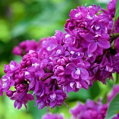 Сирень ОГНИ ДОНБАССА  Сирень ОГНИ ДОНБАССА в Туле