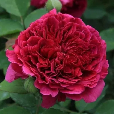 Саженцы роз ТЕСС ОФ ЗЕ ДЭРБЕРВИЛЛЬ английская  Саженцы роз ТЕСС ОФ ЗЕ ДЭРБЕРВИЛЛЬ английская в Туле