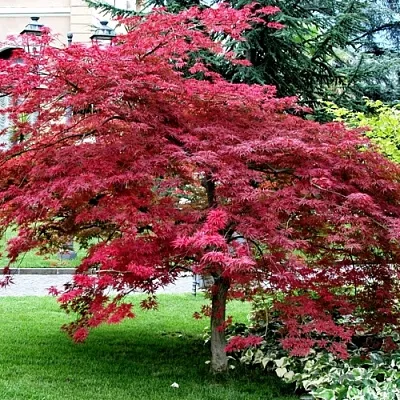 Клен пальмолистный в Туле