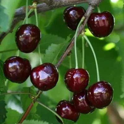 Черешня НАРОДНАЯ  Черешня НАРОДНАЯ в Туле