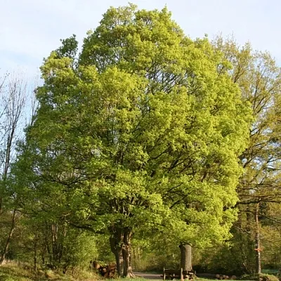 Клен полевой в Туле