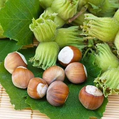 Фундук КРЕПКИЙ ОРЕШЕК в Туле