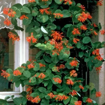 Жимолость ДРОМПОР СКАРЛЕТТ брауна в Туле