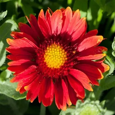 Гайлардия АРИЗОНА РЕД ШЕЙДС  Гайлардия АРИЗОНА РЕД ШЕЙДС в Туле