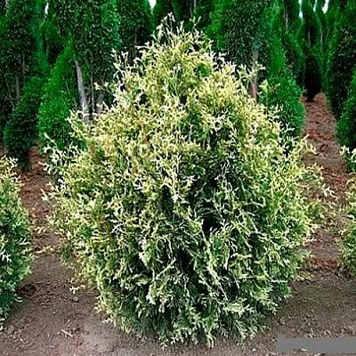 Туя ГОЛД ПЕРЛ западная в Туле