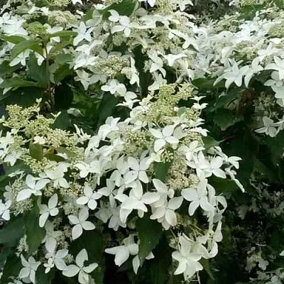 Гортензия МЭДЖИКАЛ СТАРЛАЙТ метельчатая  Гортензия МЭДЖИКАЛ СТАРЛАЙТ метельчатая в Туле