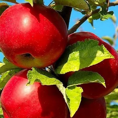 Зимние сорта в Туле