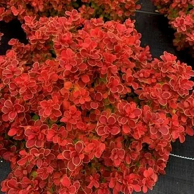 Барбарис РЕД ХОТ ЧИЛИ тунберга в Туле