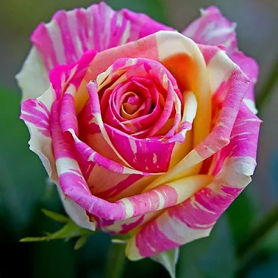 Саженцы роз ФИЕСТА чайно-гибридная  Саженцы роз ФИЕСТА чайно-гибридная в Туле