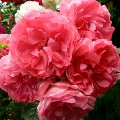 Саженцы роз РОЗЕУМ ЮТЕРСОН плетистая — описание сорта Саженцы роз РОЗЕУМ ЮТЕРСОН плетистая в Туле