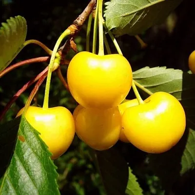 Черешня ЖУРБА  Черешня ЖУРБА в Туле