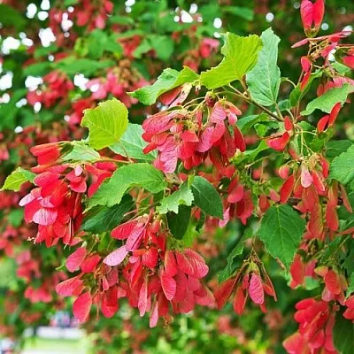 Клен татарский  Клен татарский в Туле