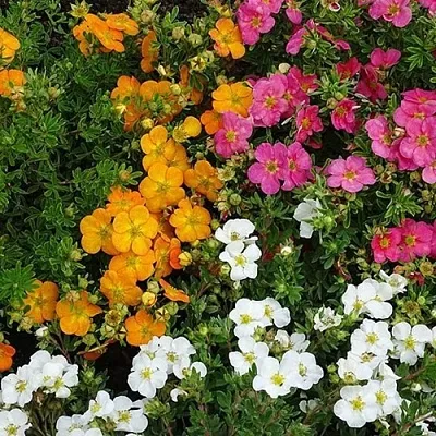 Лапчатка в Туле