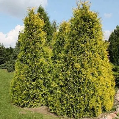Туя АУРЕОСПИКАТА западная  Туя АУРЕОСПИКАТА западная в Туле