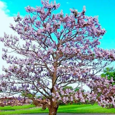 Павловния в Туле