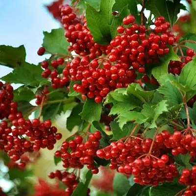 Калина ТАЕЖНЫЕ РУБИНЫ в Туле