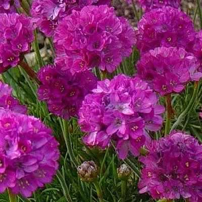 Армерия МОНИНГ СТАР ДИП РОУЗ  Армерия МОНИНГ СТАР ДИП РОУЗ в Туле