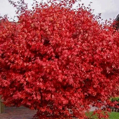 Клен гиннала   Клен гиннала  в Туле