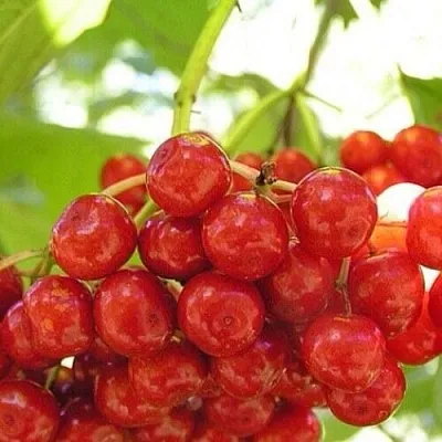 Калина КИЕВСКАЯ САДОВАЯ в Туле