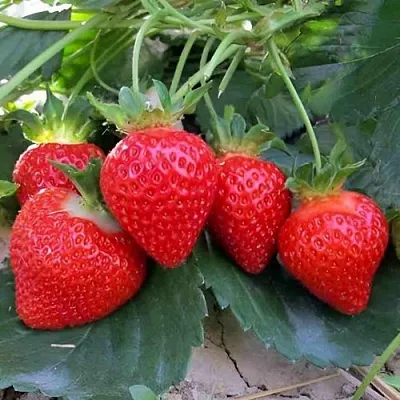 Клубника ТЕА  Клубника ТЕА в Туле