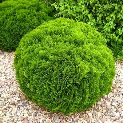 Туя ДАНИКА западная  Туя ДАНИКА западная в Туле