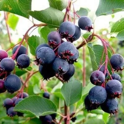 Ирга THIESSEN — описание сорта Ирга THIESSEN в Туле