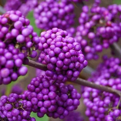 Красивоплодник в Туле