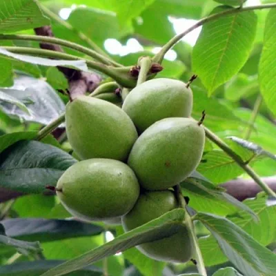 Орех маньчжурский МИЧУРИНЕЦ в Туле