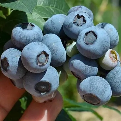 Голубика НЕЛЬСОН в Туле