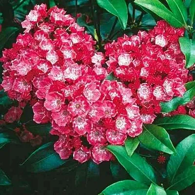 Кальмия КАРДИНАЛ  Кальмия КАРДИНАЛ в Туле