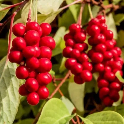 Лимонник КОСТИК китайский — описание сорта Лимонник КОСТИК китайский в Туле