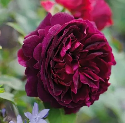 Саженцы роз МАНСТЕД ВУД английская  Саженцы роз МАНСТЕД ВУД английская в Туле