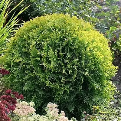 Туя ЕЛЛОУ ГЛОБ западная в Туле