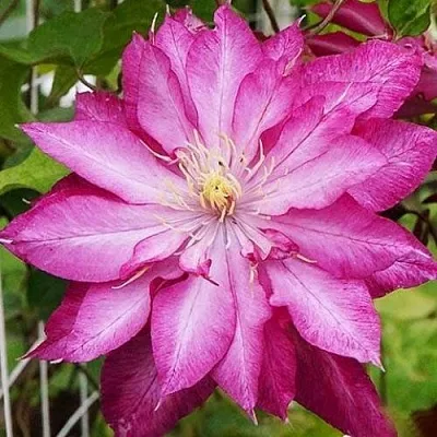 Клематис КАЕН  Клематис КАЕН в Туле