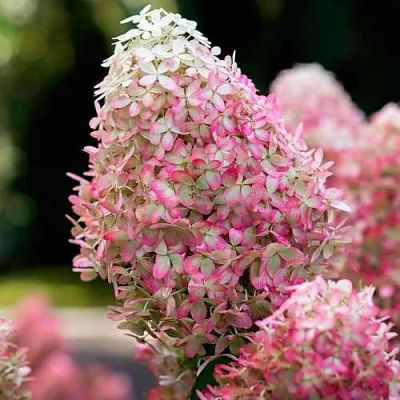 Гортензия РОЯЛ ФЛОВЕР метельчатая  Гортензия РОЯЛ ФЛОВЕР метельчатая в Туле