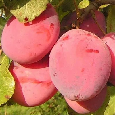 Слива ФАВОРИТЕ ДЕ СУЛТАНО  Слива ФАВОРИТЕ ДЕ СУЛТАНО в Туле