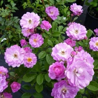 Саженцы роз РАЙМОНД ПРИВАТ полиантовая  Саженцы роз РАЙМОНД ПРИВАТ полиантовая в Туле